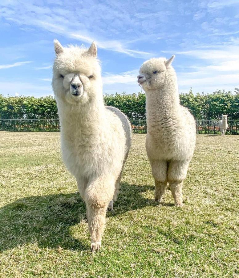 B&B De Raamberg Zundert Esterno foto