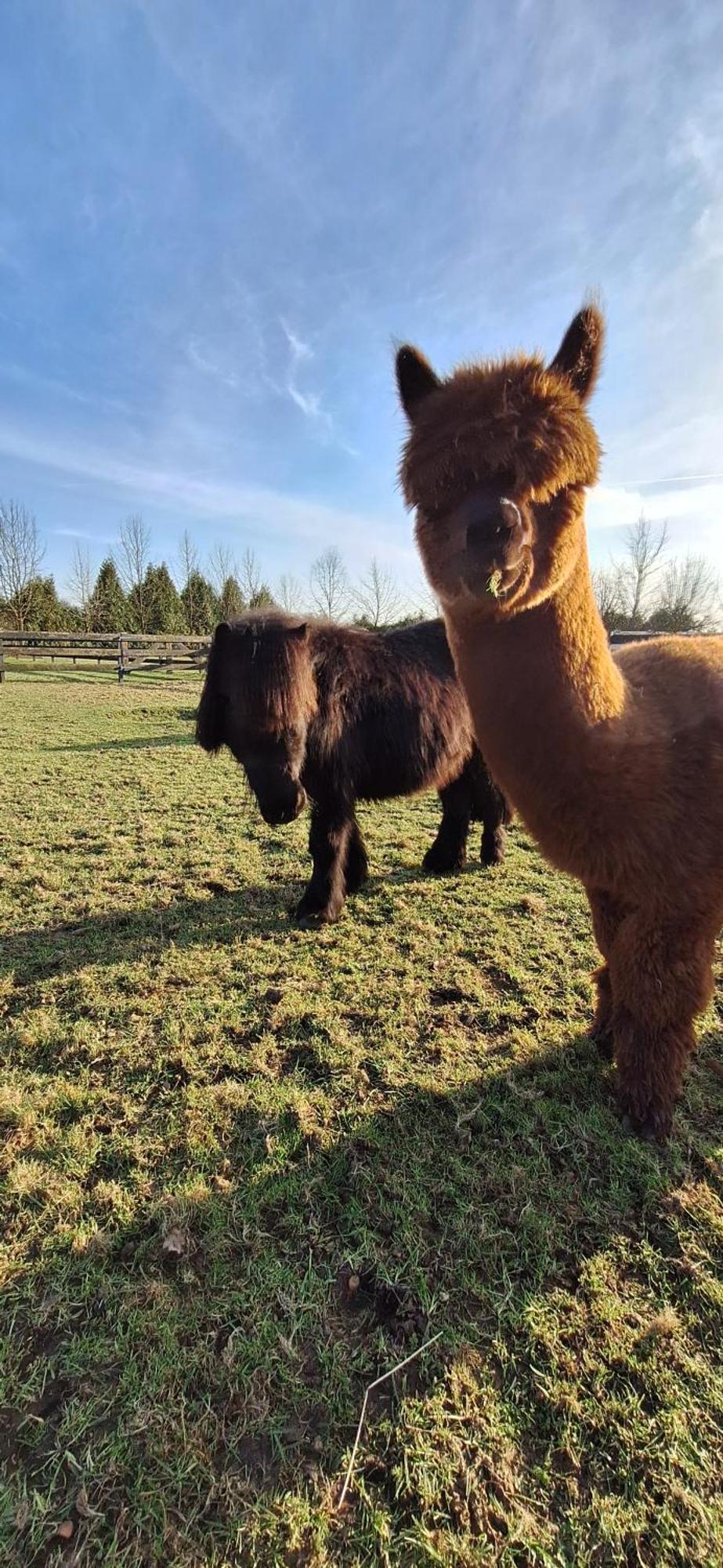 B&B De Raamberg Zundert Esterno foto