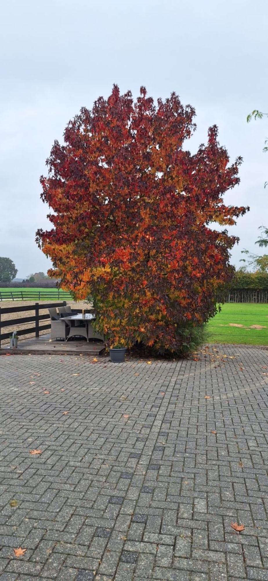 B&B De Raamberg Zundert Esterno foto